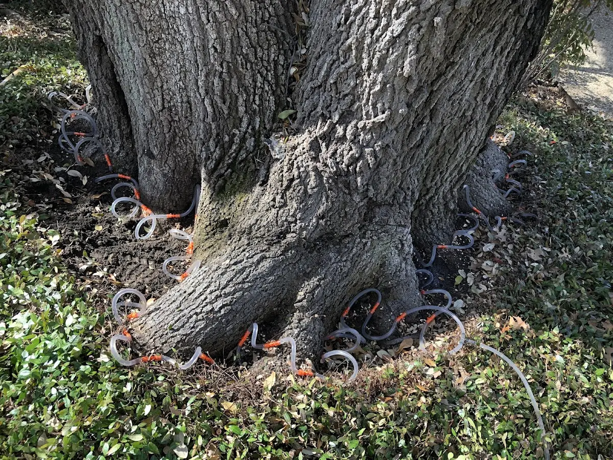 Detailed Tree Cabling and Bracing job site in Sedley