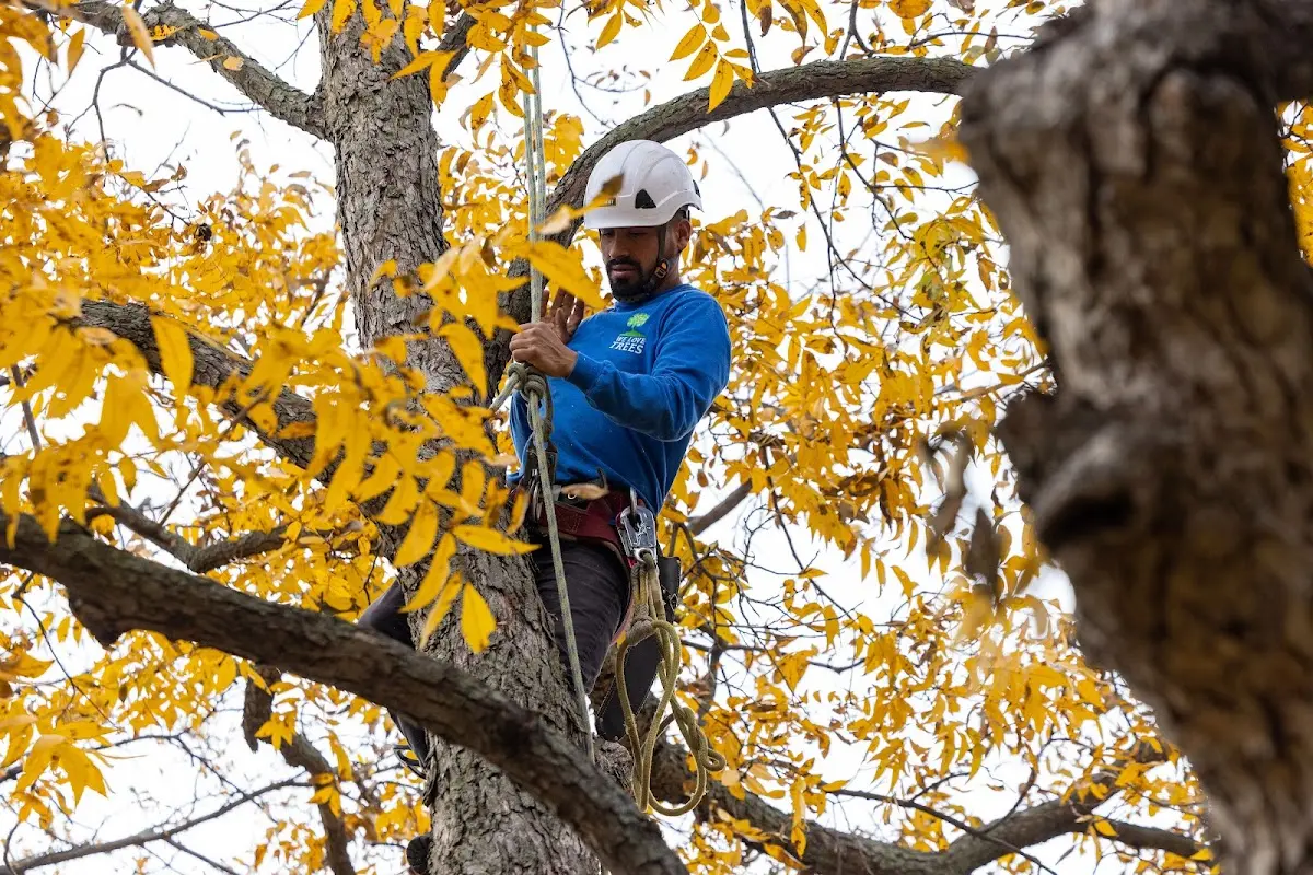 Skilled Tree Planing crew working in Sedley